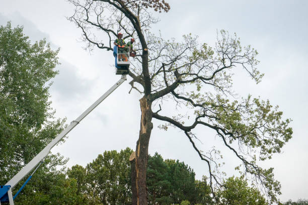 South Portland, ME Tree Services Company